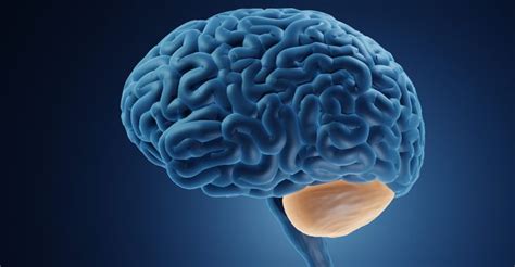 Cerebellum Brain Damage: Causes, Effects, and Rehabilitation.